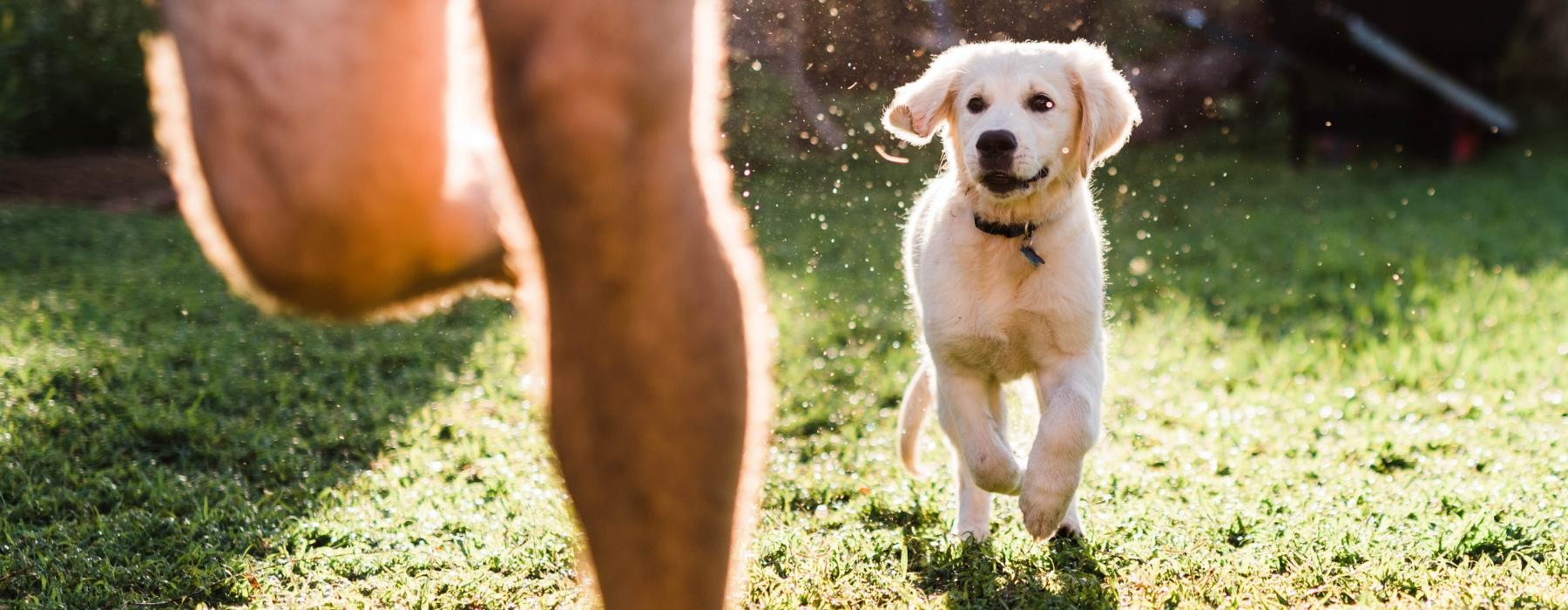 a dog running on grass